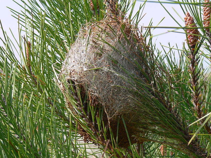 Nid de chenilles processionnaires du pin